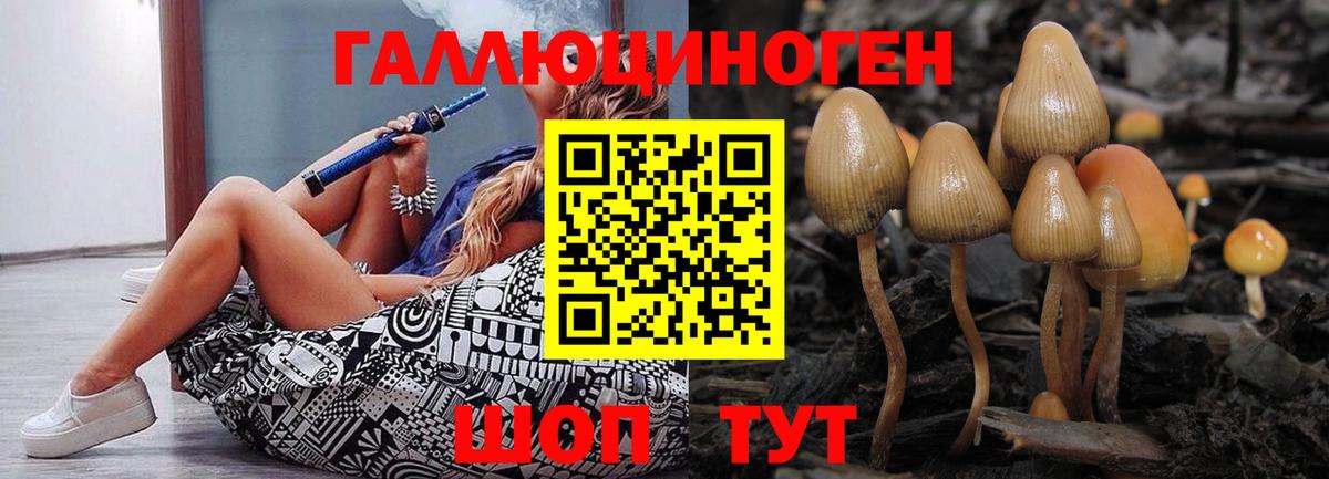 Псилоцибиновые грибы Cubensis  Краснодар  Псилоцибиновые грибы Cubensis 